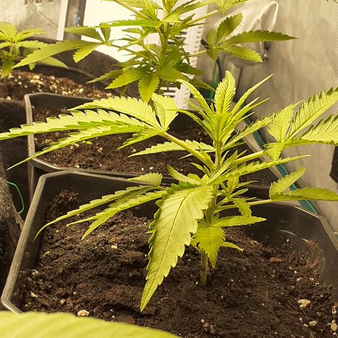 Gorilla Girl Fv growlog timeline photo