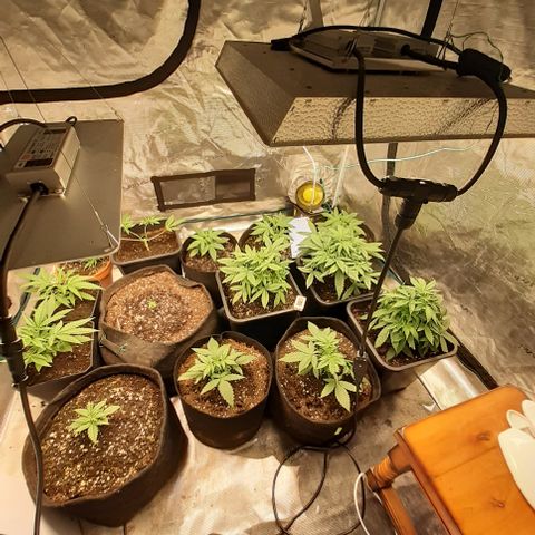 Gorilla Glue Auto  growlog timeline photo