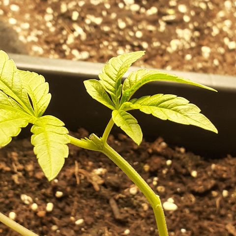 Gorilla Glue Auto  growlog timeline photo