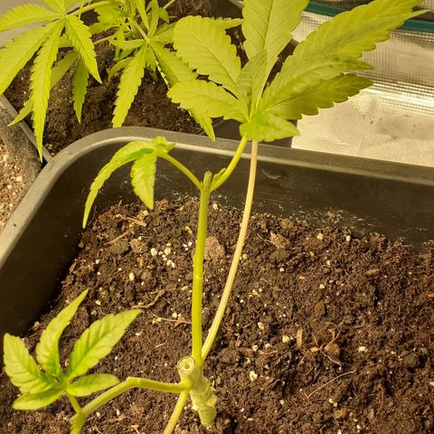 Gorilla Glue Auto  growlog timeline photo