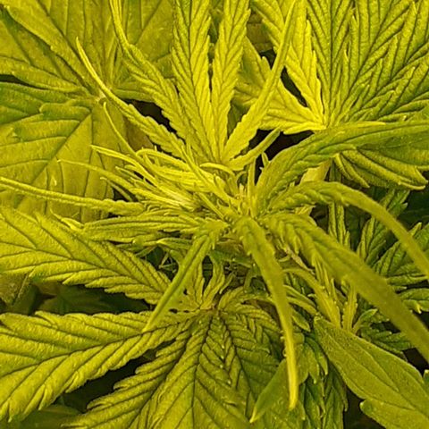 Bruce Banner Auto  growlog timeline photo