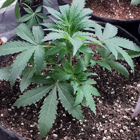 Purple punch Auto  growlog timeline photo
