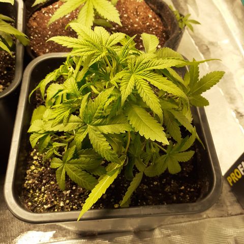 Lemon Kush Auto  growlog timeline photo