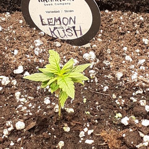 Lemon Kush Auto  growlog timeline photo