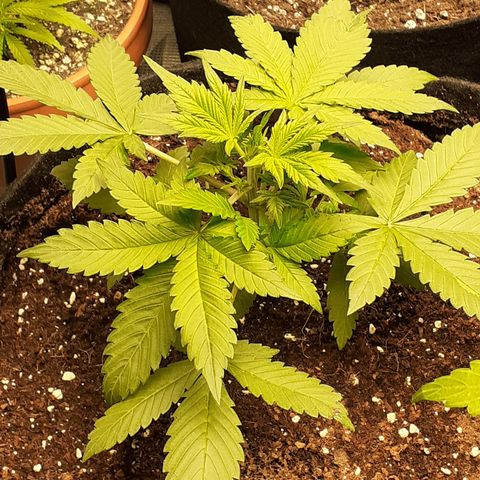 Gorilla Glue Auto  growlog timeline photo