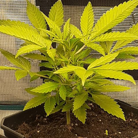Gorilla Girl Fv growlog timeline photo
