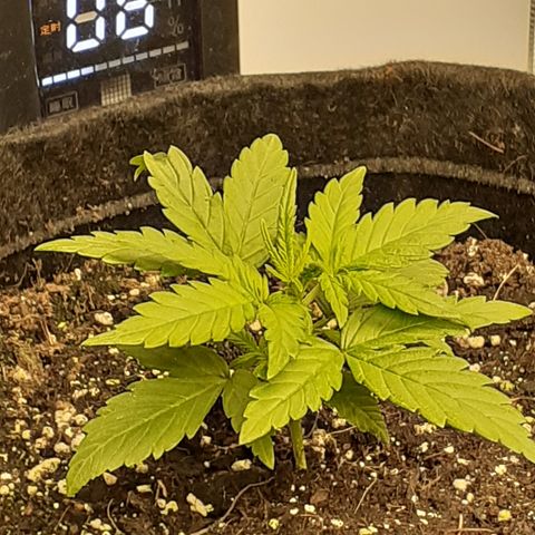 Gorilla Glue Auto  growlog timeline photo