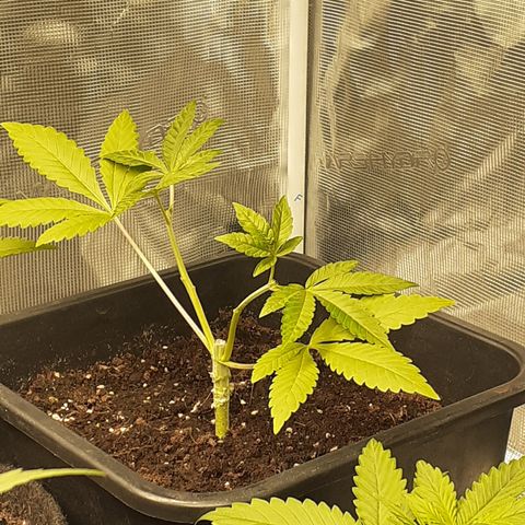 Gorilla Girl Fv growlog timeline photo