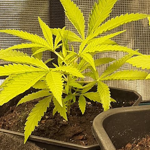 Gorilla Girl Fv growlog timeline photo