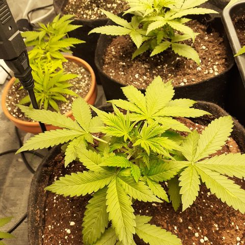 Red Critical Auto  growlog timeline photo