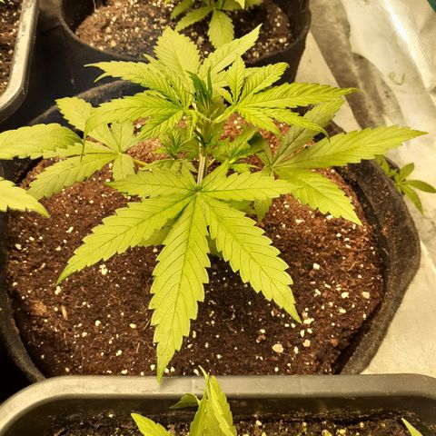 Red Critical Auto  growlog timeline photo