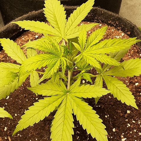 Gorilla Glue Auto  growlog timeline photo