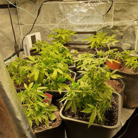 Bruce Banner Auto  growlog timeline photo