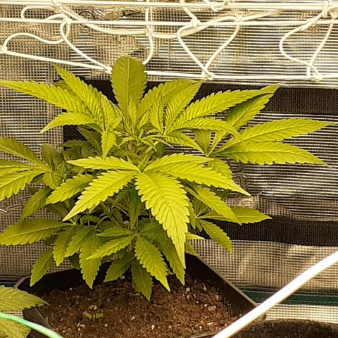 Gorilla Girl Fv growlog timeline photo