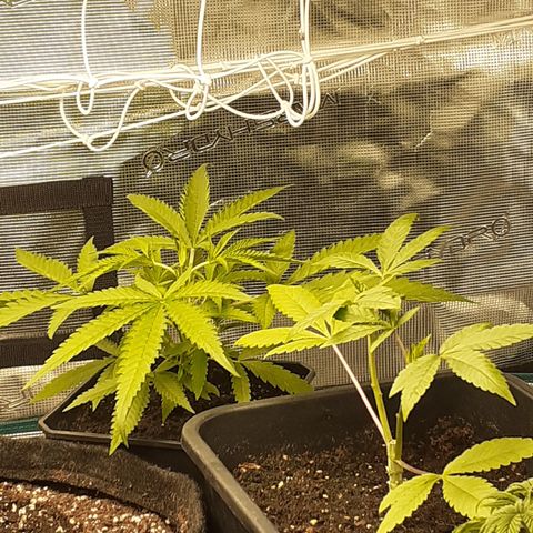 Gorilla Girl Fv growlog timeline photo
