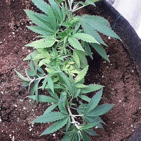 Pakistan Valley  growlog timeline photo