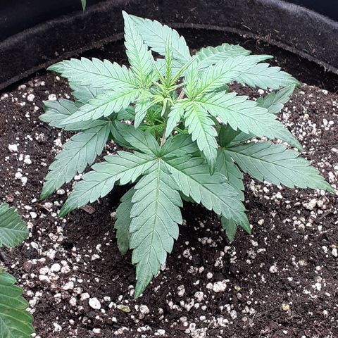Gorilla Glue Auto  growlog timeline photo