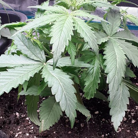 Gorilla Glue Auto  growlog timeline photo