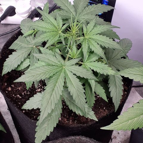 Gorilla Glue Auto  growlog timeline photo