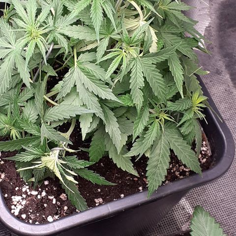 Lemon Kush Auto  growlog timeline photo