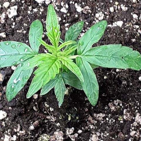 Lemon Kush Auto  growlog timeline photo