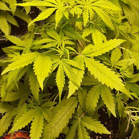 Bruce Banner Auto  growlog timeline photo