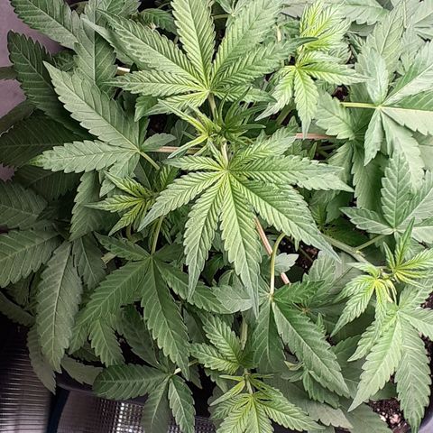 Bruce Banner Auto  growlog timeline photo
