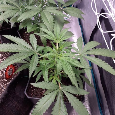 Gorilla Girl Fv growlog timeline photo