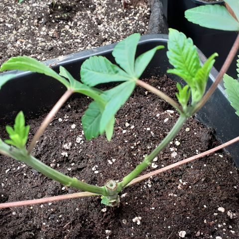 Gorilla Girl Fv growlog timeline photo