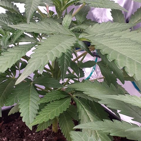 Gorilla Girl Fv growlog timeline photo
