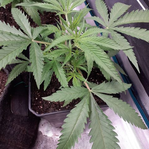 Gorilla Girl Fv growlog timeline photo