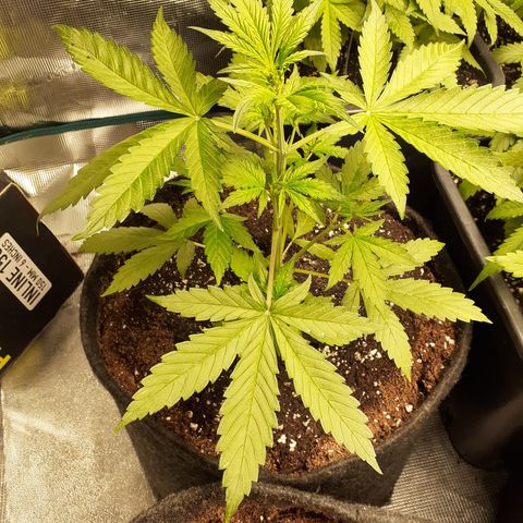 Red Critical Auto  growlog timeline photo