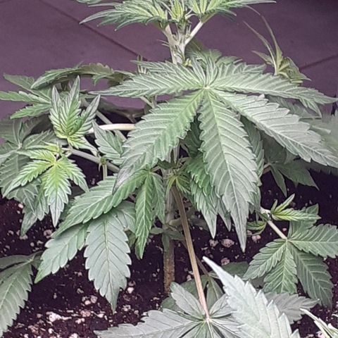 Red Critical Auto  growlog timeline photo