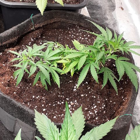 Pakistan Valley  growlog timeline photo