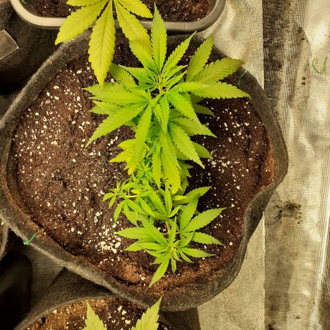 Pakistan Valley  growlog timeline photo
