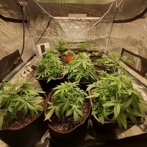 Bruce Banner Auto  growlog timeline photo