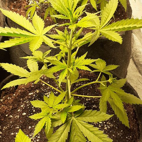 Red Critical Auto  growlog timeline photo