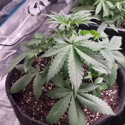 Red Critical Auto  growlog timeline photo