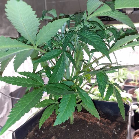 Gorilla Girl Fv growlog timeline photo