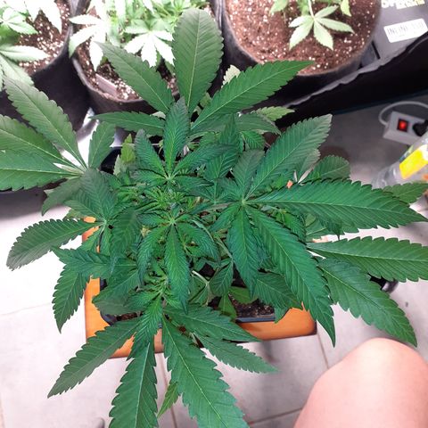 Gorilla Girl Fv growlog timeline photo