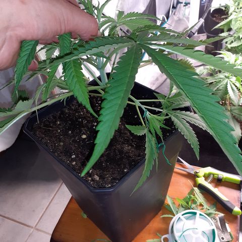 Gorilla Girl Fv growlog timeline photo