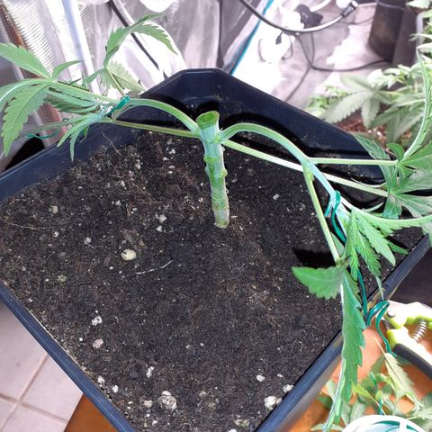 Gorilla Girl Fv growlog timeline photo