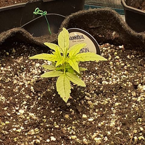 Lemon Kush Auto  growlog timeline photo