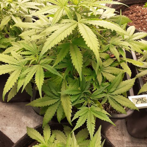 Bruce Banner Auto  growlog timeline photo