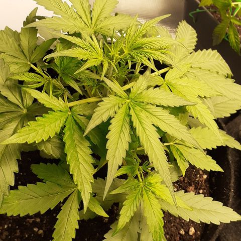 Gorilla Glue Auto  growlog timeline photo