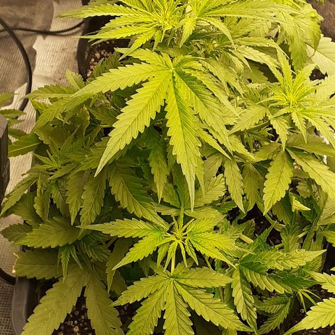 Lemon Kush Auto  growlog timeline photo