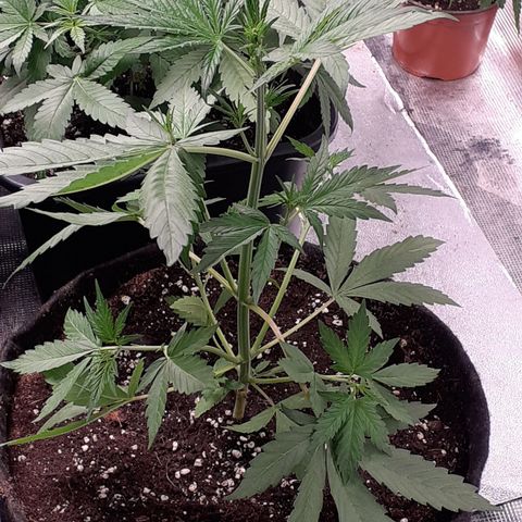 Red Critical Auto  growlog timeline photo