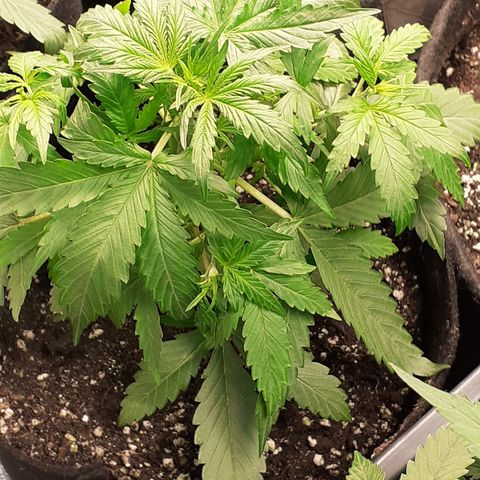 Gorilla Glue Auto  growlog timeline photo