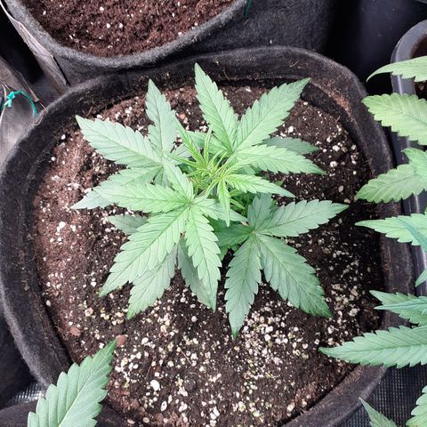 Gorilla Glue Auto  growlog timeline photo