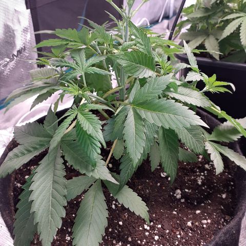 Red Critical Auto  growlog timeline photo
